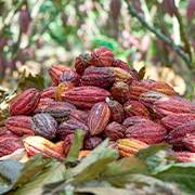 쇼코엘의 원재료와 노하우